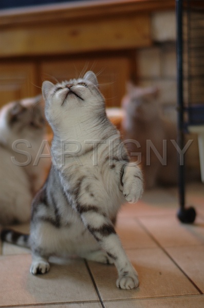 BRITISH SHORTHAIR 060.jpg